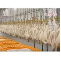 Fresh Chicken