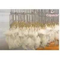 Fresh Chicken