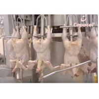 Fresh Chicken