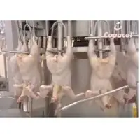 Fresh Chicken