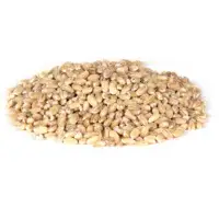 Barley