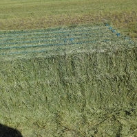 Alfalfa Hay Bales