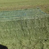 Alfalfa Hay Bales