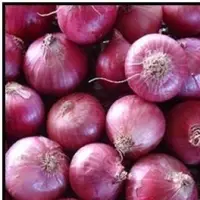Fresh Onion