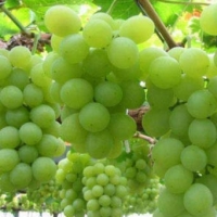 Fresh Grapes