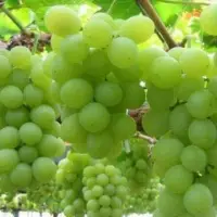 Fresh Grapes