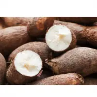 Cassava (Manihot Esculenta)