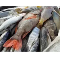 Reef Fish