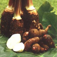 Taro (Colocasia Esculenta)
