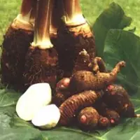 Taro (Colocasia Esculenta)