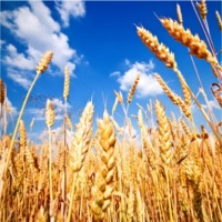 Wheat