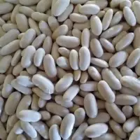 White Bean Seeds