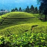 Ceylon Tea