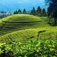 Ceylon Tea
