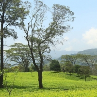 Ceylon Tea