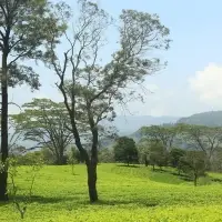 Ceylon Tea