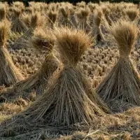 Rice Straw