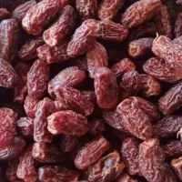 Dry Dates Crop 