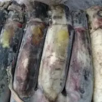 Frozen Loligo Squid