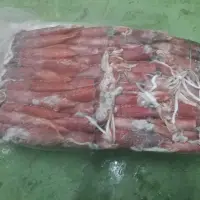 Frozen Loligo Squid