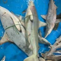 Frozen Baby White Shark