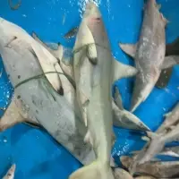Frozen Baby White Shark
