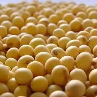 Soybeans