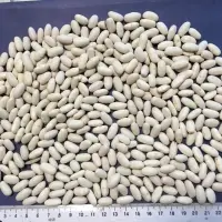 White Alubia Beans