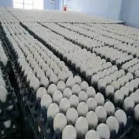 Farm Fresh Chicken Eggs