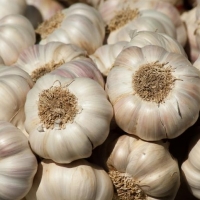 Top Grade White Garlic