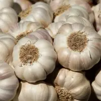 Top Grade White Garlic
