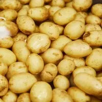 Farm Fresh Potatoes