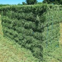 Alfalfa Hay