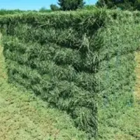 Alfalfa Hay
