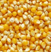 Yellow Corn