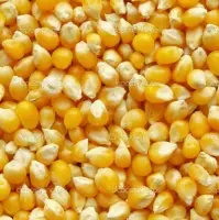 Yellow Corn