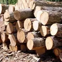 PINE Wood logs Birch Wood Logs Spruce Wood Logs