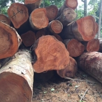 Wood Logs Timber Logs Teak Wood / Oak Wood Logs