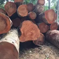 Wood Logs Timber Logs Teak Wood / Oak Wood Logs