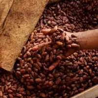 Cocoa Beans