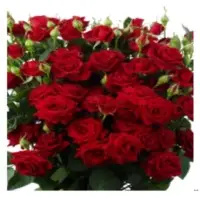 Rubicon Spray Rose