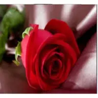 Fresh Pink Rose