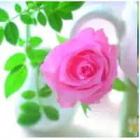 Fresh Rose