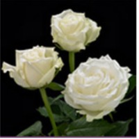 Ice Breaker White Rose