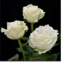 Ice Breaker White Rose