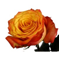 Masala Rose