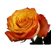 Masala Rose