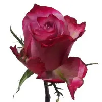 Deep Purple Rose