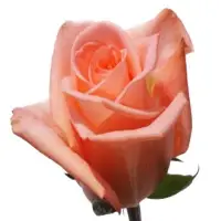 Pink Panache Rose