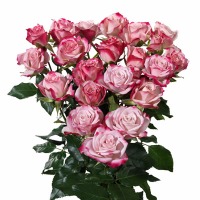 Barit Spray Rose